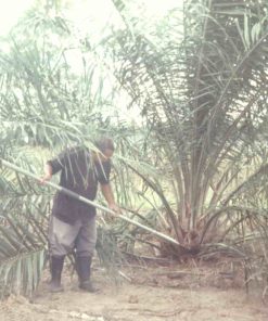 เสียมตัดปาล์มน้ำมันระบบสปริง