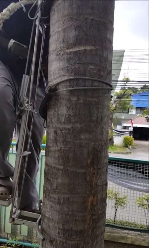 เครื่องปีนต้นมะพร้าว