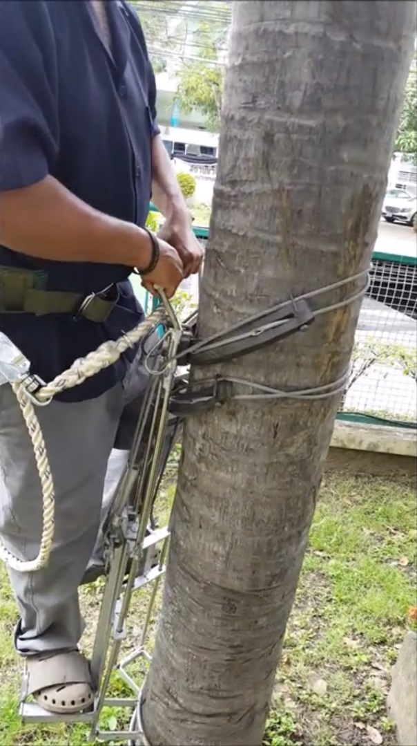 เครื่องปีนต้นมะพร้าว